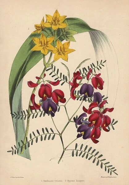 Purple-and-crimson-flowered Swainsona osbornii