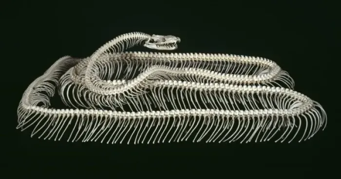 Framed Print : Tiger Python Skeleton Print - Natural History Museum, London Framed Print : Tiger Python Skeleton Print - Natural History Museum, London