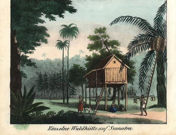 Raised wooden house in tropical jungle, Sumatra