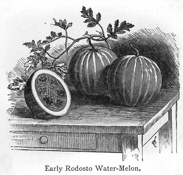 Rodosto Water Melon