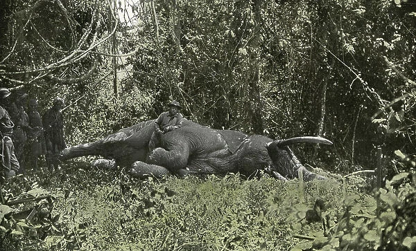 Roosevelt elephant hunting, 1910
