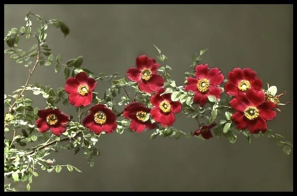Rosa Moyesii (Geranium Rose)