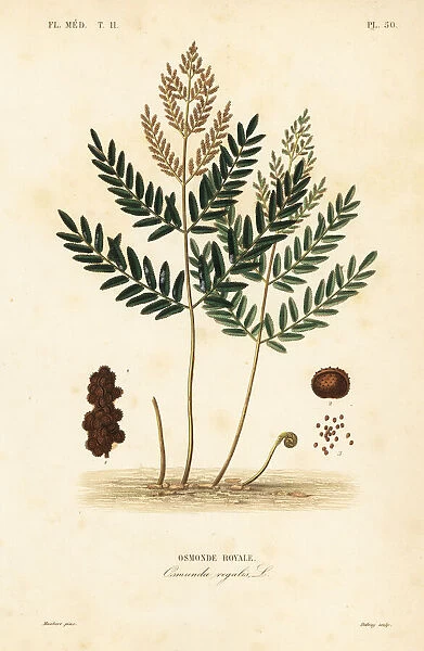 Royal fern, Osmunda regalis