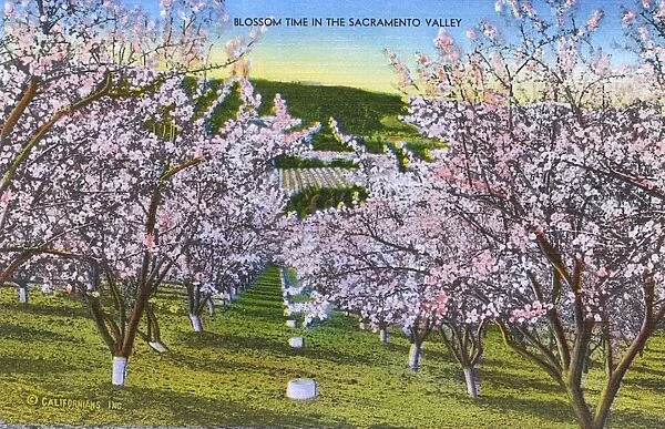 Sacramento, California, USA - Blossom time in the Valley