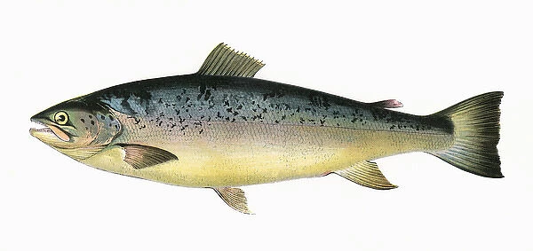 Salmo trutta, or Salmon Trout