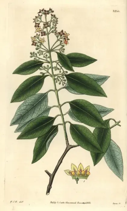 Framed Print : Handcolored Copperplate Print of Sandalwood, 1833
