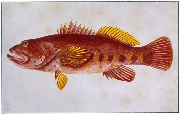 Scarlet Rock Cod