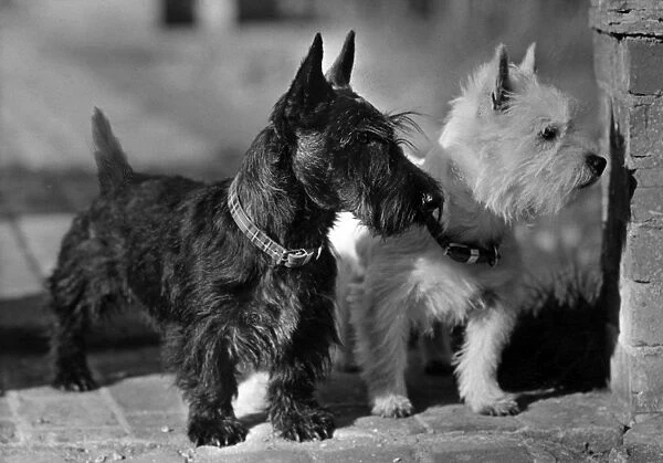 Scottie and Westie  /  1947