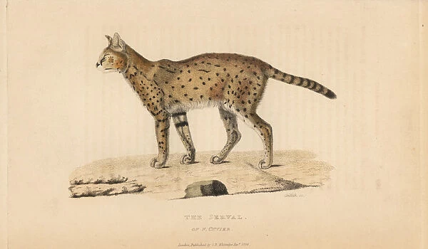 Serval, Leptailurus serval, of Ferdinand Cuvier