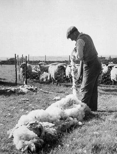 Shearing, Northants