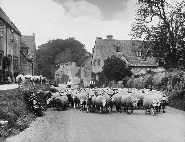 Sheep Going to Market