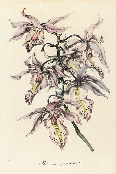 Showy barkeria orchid, Barkeria spectabilis