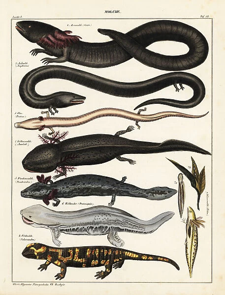 Siren, salamander and axolotl