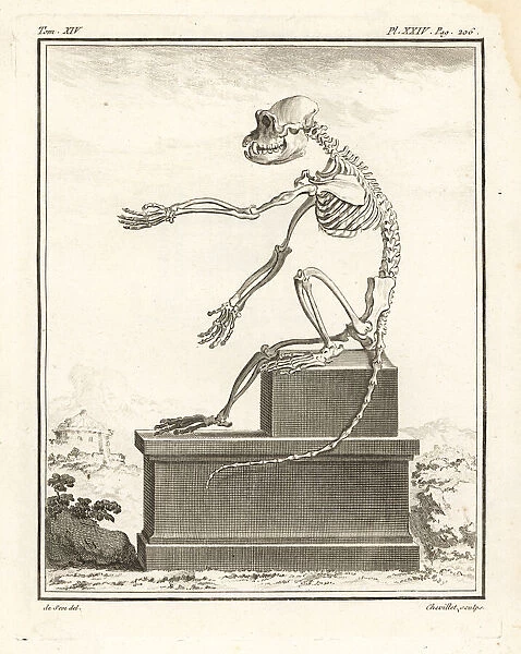 Skeleton of African macaque species