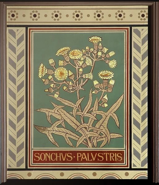 Sonchus palustris, marsh sow-thistle