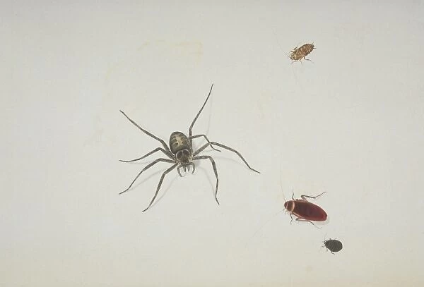 Spider and beetles illustration