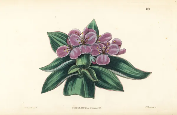 Spiderwort, Tradescantia crassifolia var. acaulis