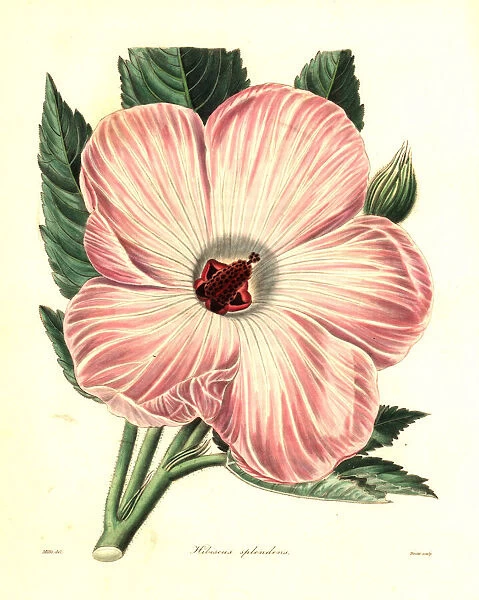 Splendid hibiscus, Hibiscus splendens