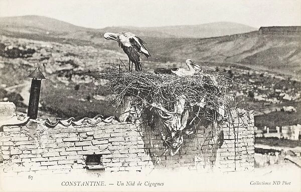 Stork nesting on a rooftop, Constantine, Algeria