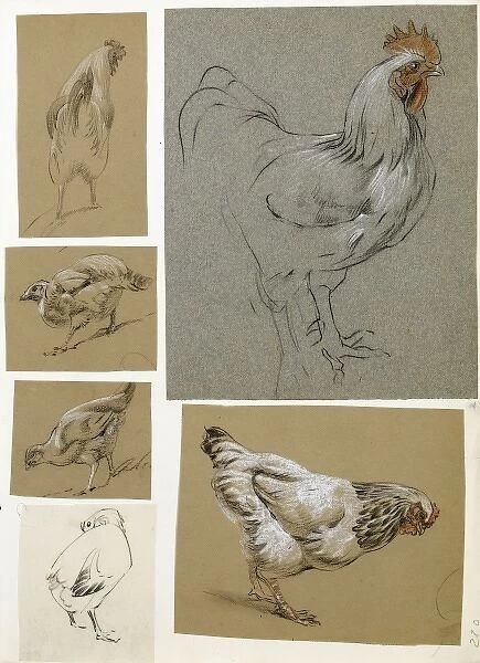 Six studies of poultry