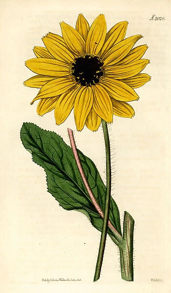 Sunflower, Helianthus diffusus. Extinct