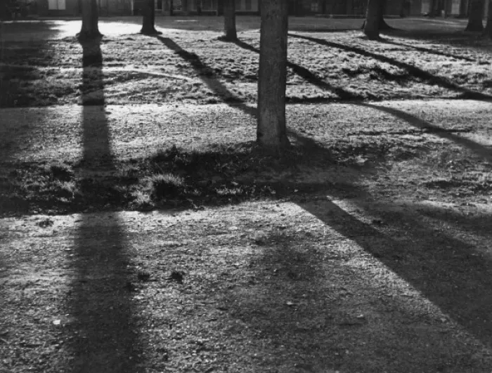 Framed Print : Sunlight through Tree Trunks Print