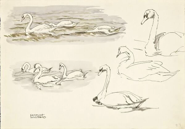 Swan studies
