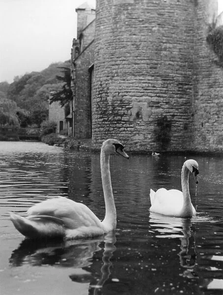Swans & Moat