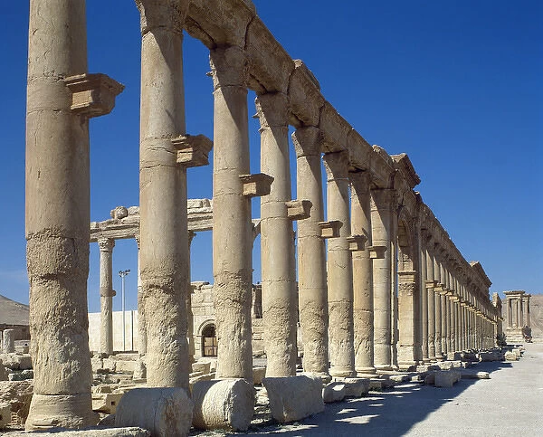 Syria. Ruins of Palmyra. Middle East. Colonnade. 3rd century