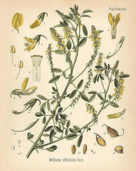 Tall yellow sweetclover or tall melilot, Melilotus
