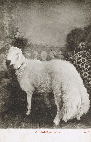 Tibetan fat-tailed sheep