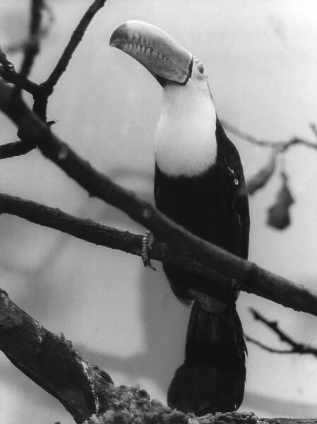 TOUCAN. A Toucan with its beak in the air. Date: 1960s