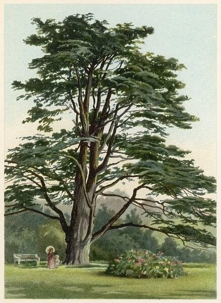 Trees  /  Cedar Lebanon