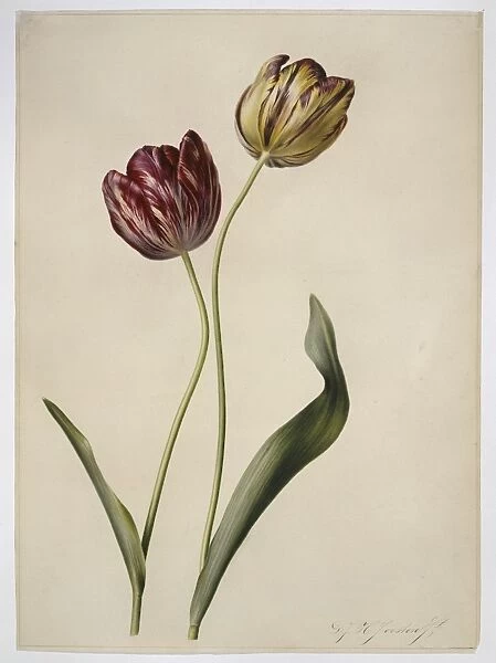 Tulipa gesneriana, tulip