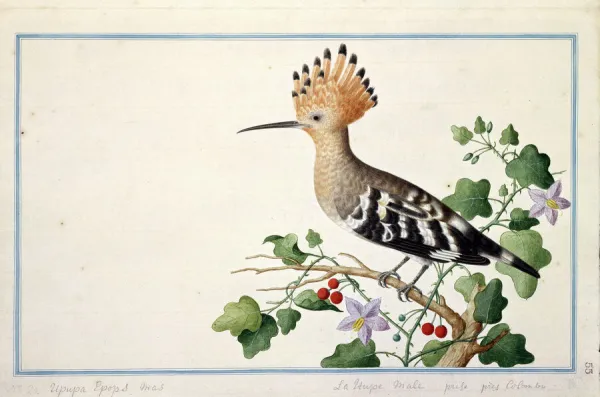 Upupa epops, common hoopoe