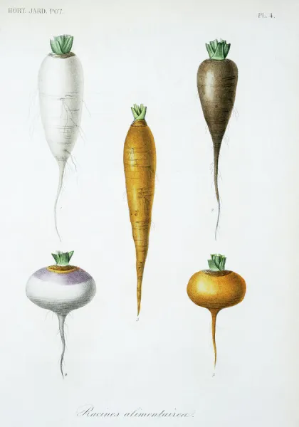 Vegetable roots. Plate 4 from Le Regne Vegetal, Vol 12, Hort