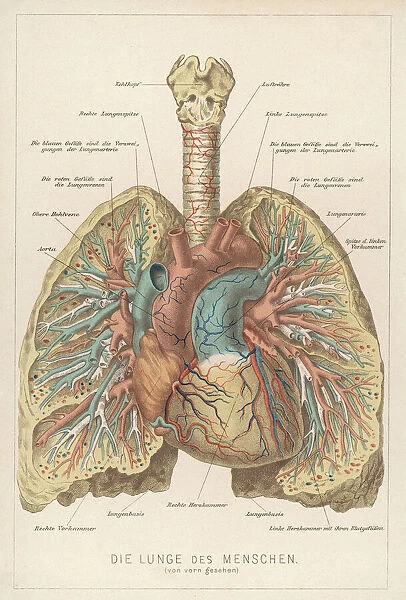 Front View of Lungs. Detailed diagram of the lungs
