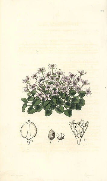 Violet cress, Cochlearia acaulis