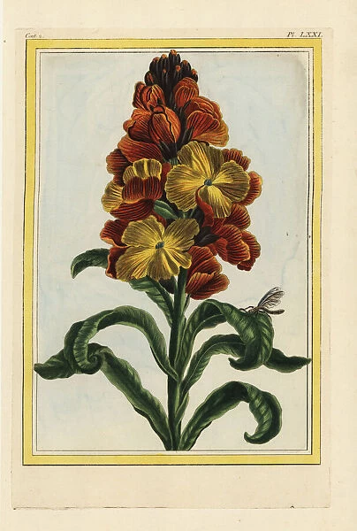 Wallflower, Erysimum cheiri or Cheiranthus cheiri