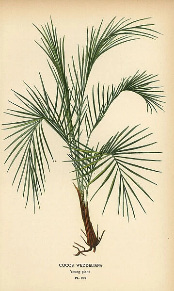 Weddells palm, Lytocaryum weddellianum