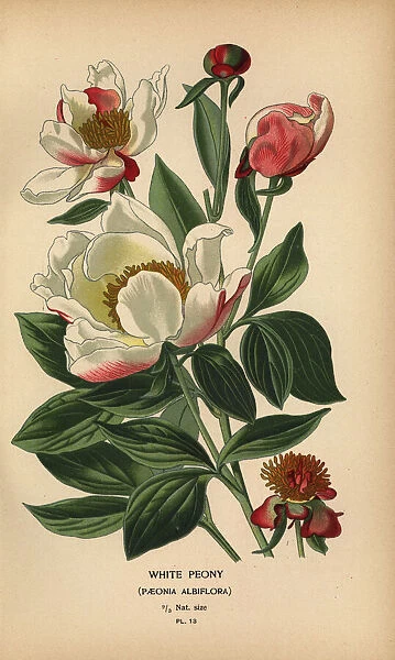 White peony, Paeonia lactiflora (Paeonia albiflora) #23390844