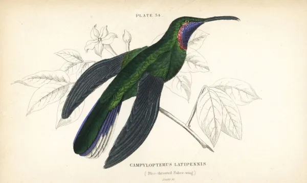 White-tailed sabrewing, Campylopterus ensipennis