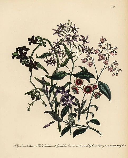 Wintergreen, periwinkle and dogs bane species