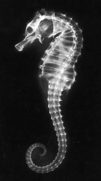 X-Ray of a Seahorse. An x-ray of a seahorse, showing its skeleton