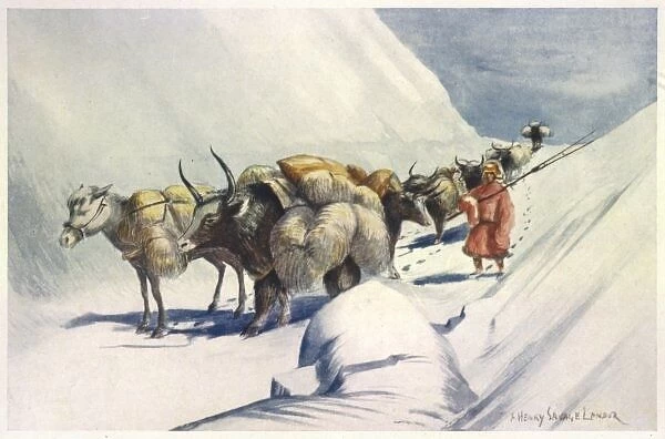 Yaks Carry Wool to India