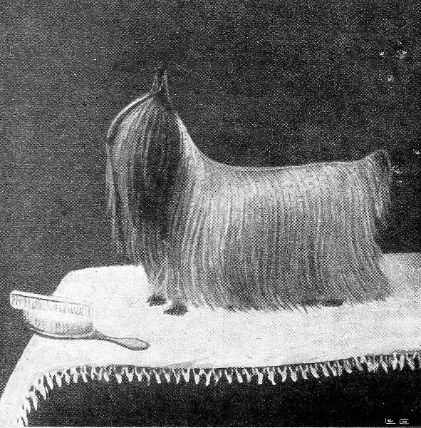 The Yorkshire Terrier Ashton Ted 95, 1895
