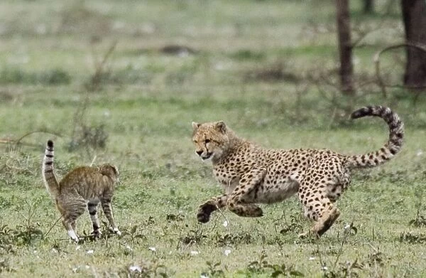 Young Cheetah - Fighting with a Wild Cat (Felis silvestris)