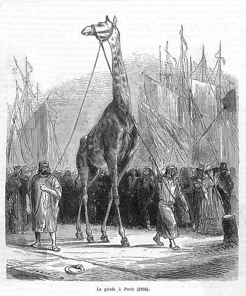 Zarafa the Giraffe  /  1826