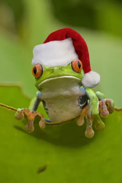 Red-eyed Treefrog in Christmas Hat Print, March Art Prints