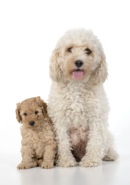 Cavapoo Dog - Jigsaw Puzzle